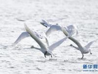 冬日黄河天鹅翔集