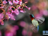 贵阳：冬樱花开引鸟来