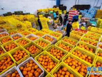 湖北秭归：脐橙飘香助增收