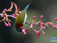 贵阳：冬樱花开引鸟来