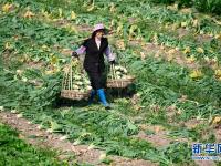 广西柳州：冬季头菜采收忙