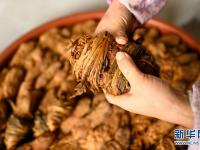 广西柳州：冬季头菜采收忙