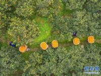 湖北秭归：脐橙飘香助增收