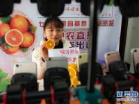 湖北秭归：脐橙飘香助增收
