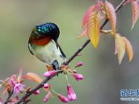 贵阳：冬樱花开引鸟来