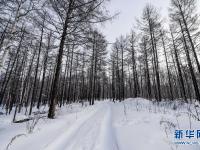 雪落大兴安岭
