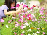 海南三亚：花海引客来

