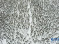 雪落大兴安岭
