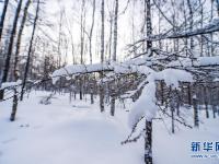 雪落大兴安岭
