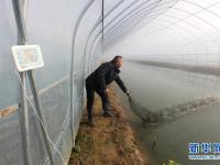大棚养虾增效益

