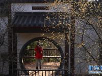 腊梅傲寒竞绽放
