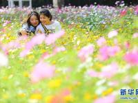 海南三亚：花海引客来
