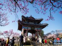 南京国际梅花节开幕
