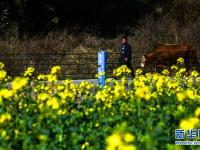 人勤春早 田间农忙

