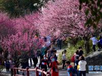 福州：梅花盛开引游人
