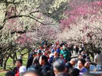 南京国际梅花节开幕
