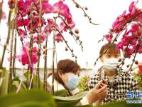 选购鲜花迎新春
