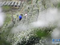 雨水时节农事忙
