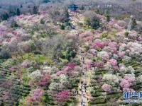 南京国际梅花节开幕
