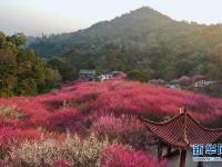 福州：梅花盛开引游人
