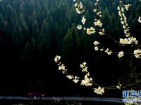 重庆：万亩李花迎客来
