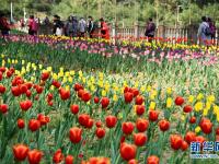 贵州龙里：龙架山花开引客来
