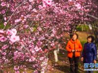 春景繁花秀
