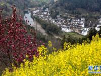 春景繁花秀
