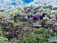 百里杜鹃 花开成海
