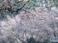 春景繁花秀
