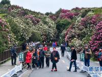 百里杜鹃 花开成海
