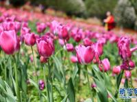 贵州龙里：龙架山花开引客来
