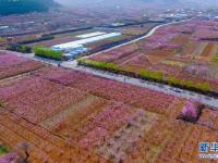 春风拂面桃花俏
