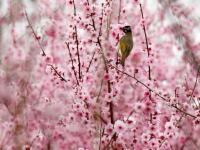春花烂漫
