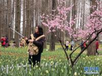 春花烂漫
