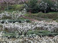 春到幸福古村
