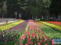 贵州龙里：龙架山花开引客来
