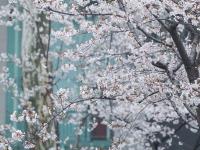 南京：春日赏樱
