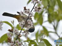 春景繁花秀
