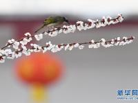 春花烂漫
