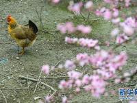 春景繁花秀
