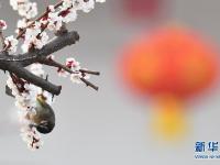 春花烂漫
