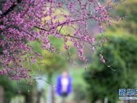 花开游客来
