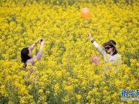 川西平原花季之旅