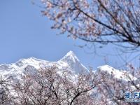 林芝桃花次第开
