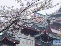 南京：春日赏樱
