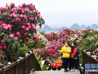 百里杜鹃 花开成海
