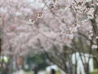 春光无限 缤纷如画
