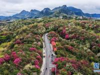 百里杜鹃 花开成海
