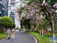 玉兰花开校园满目春